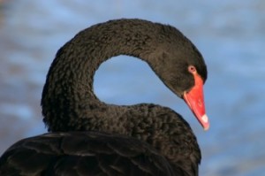 Black swan (Cygnus Atratus)