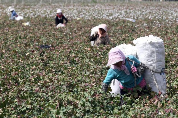 Chinese farm workers picking cotton in Xinjiang Province, China